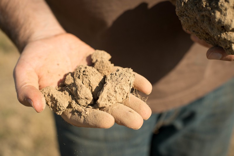 Shea Vineyard Dirt